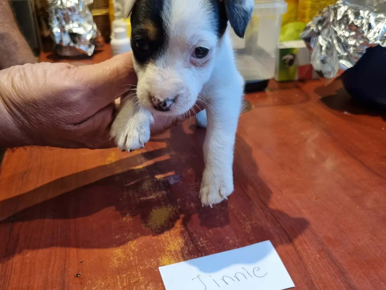 Billede 1 - Jack russel terrier hvalpe pris er pr stk