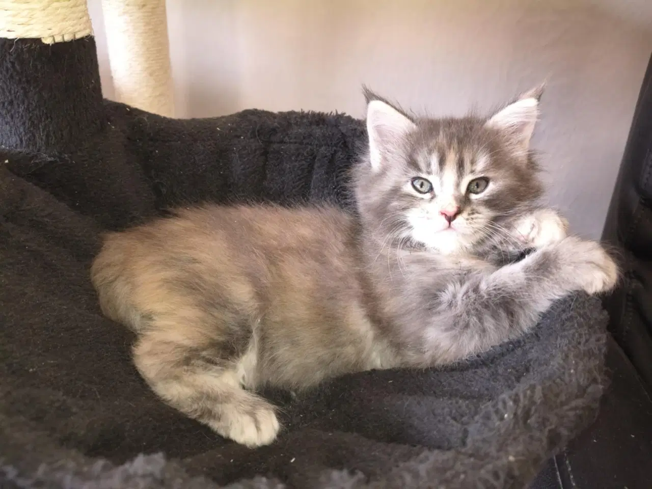 Billede 2 - Maine Coon killinger 8 uger flytteklar om 4 uger, 