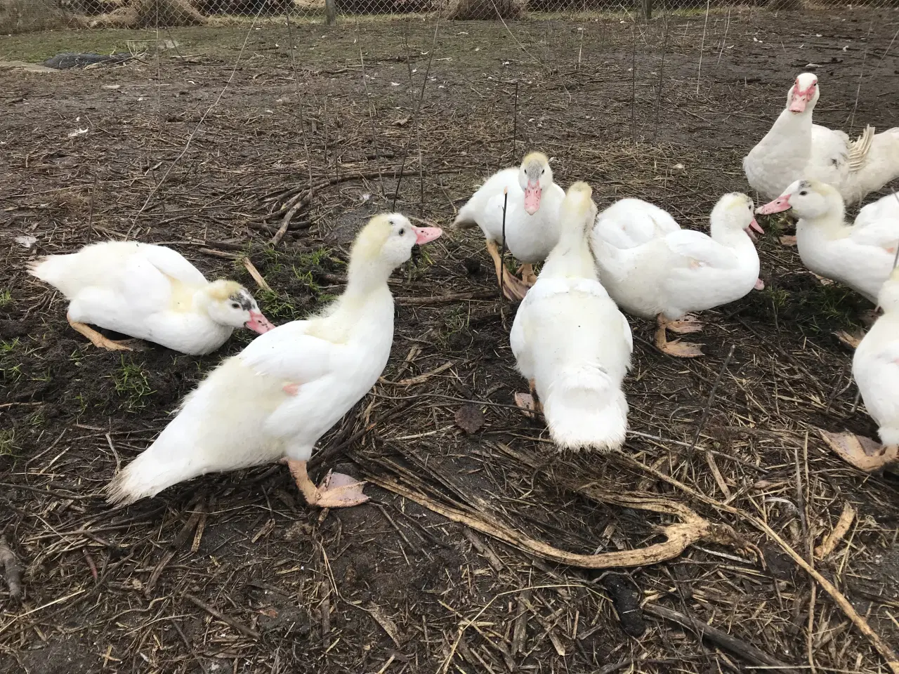 Billede 3 - Franske moskusællinger sælges