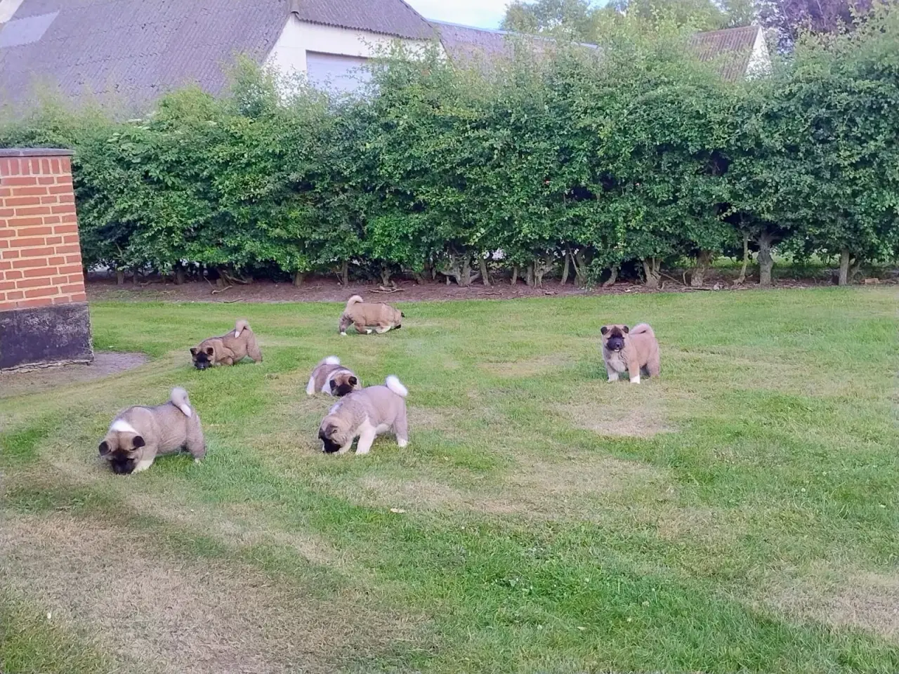 Billede 6 - Hundehvalpe Akita American 