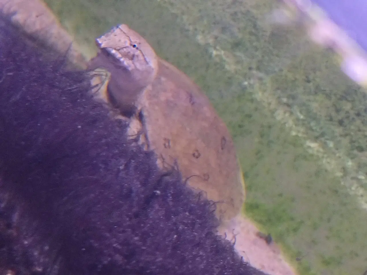 Billede 4 - Kinesisk blødSkjolds skildpadde 