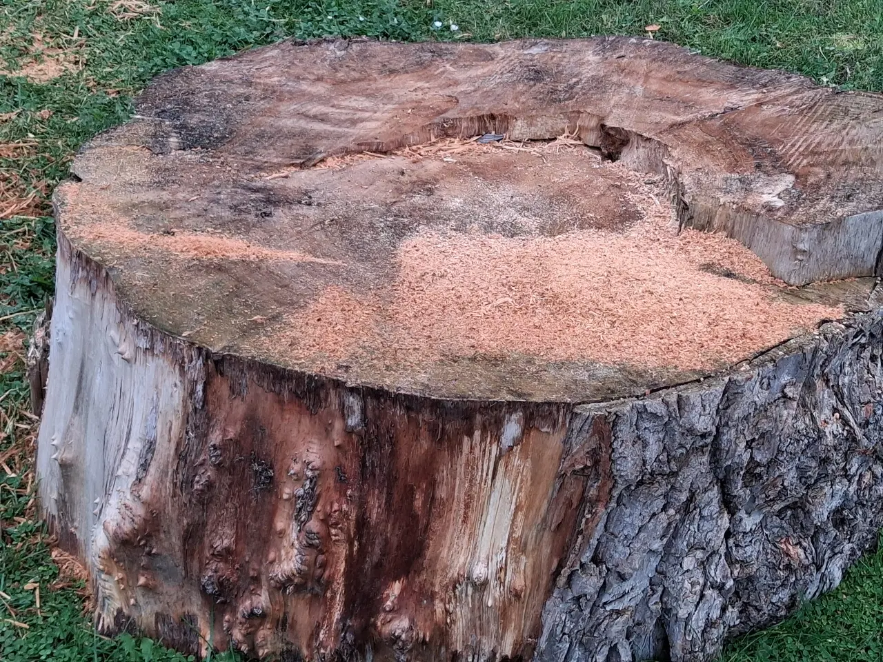 Billede 2 - Pilebrænde