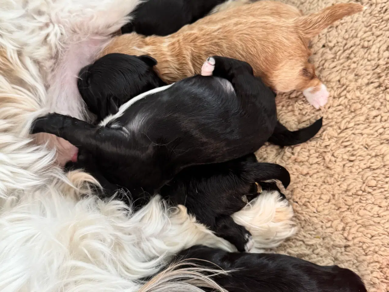 Billede 2 - Shihpoo hvalpe 🐶🌸 rejseklar 19. Maj 26