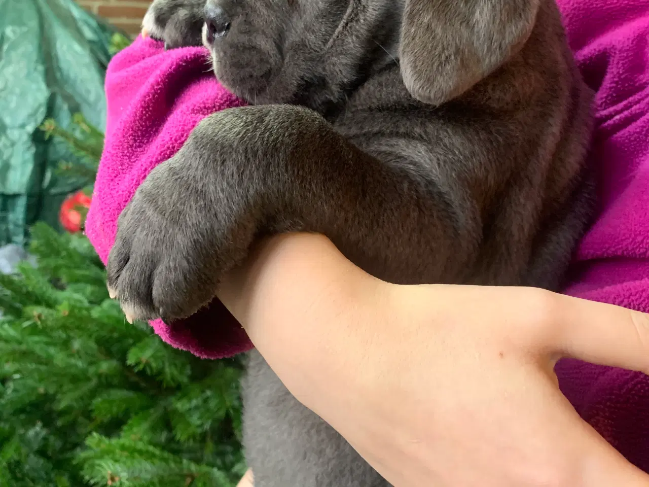 Billede 6 - Cane Corso Italiano hvalpe 