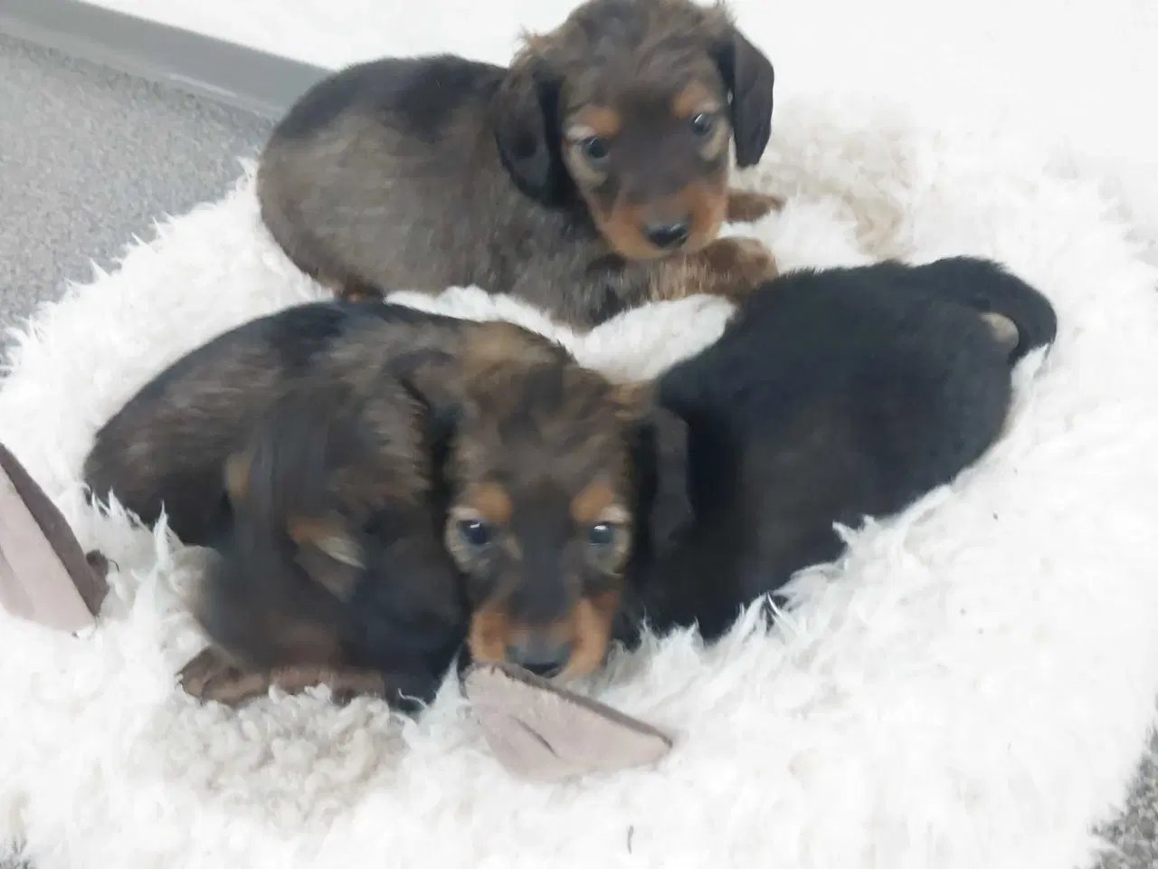 Billede 1 - Langhåret gravhund 