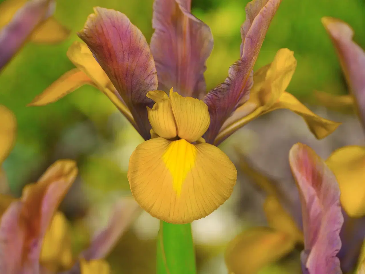 Billede 5 - UDSALG “Iris i 4 smukke farver” 100 stk / 100 kr