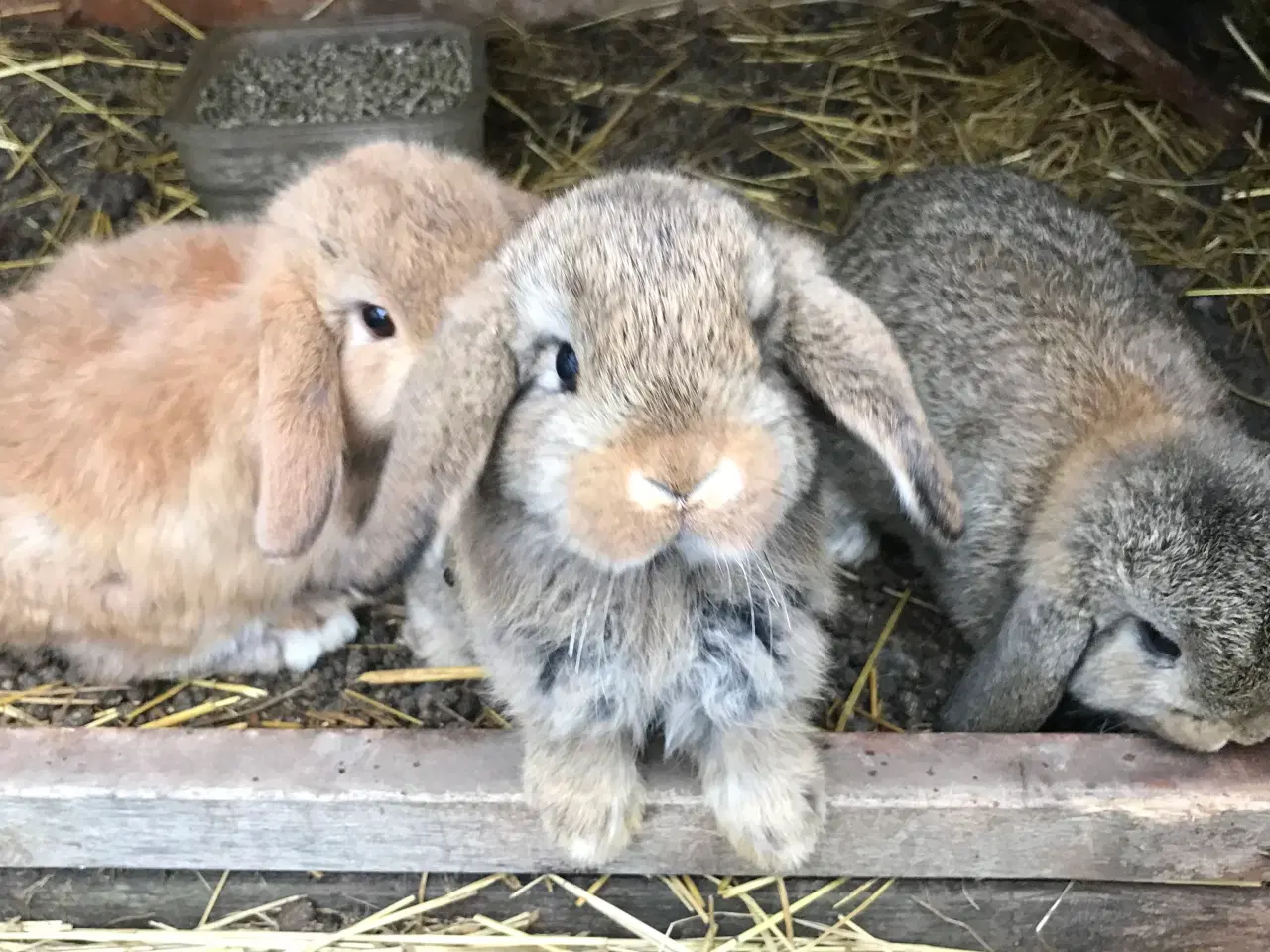 Billede 4 - Kanin unger