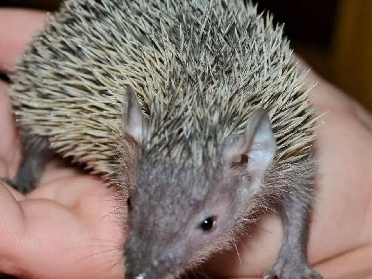 Billede 14 - Tenrec 