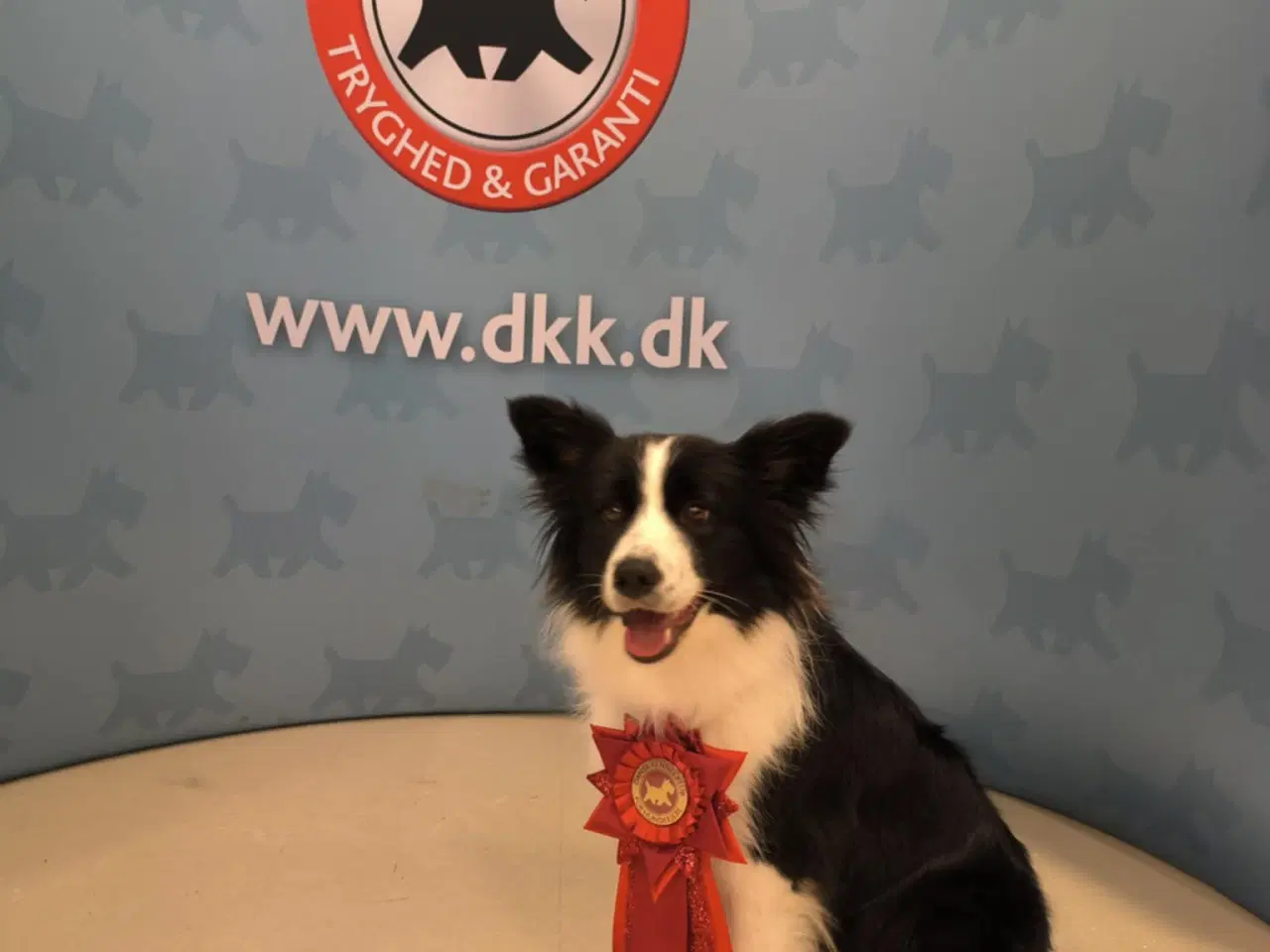 Billede 7 - Hvalpe  stamtavle FC-I Border Collie ADHD, Agility