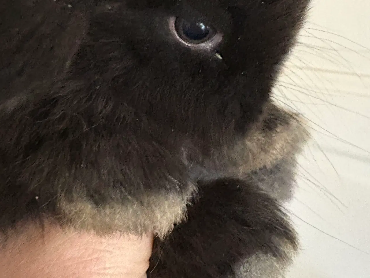 Billede 4 - Minilops unger