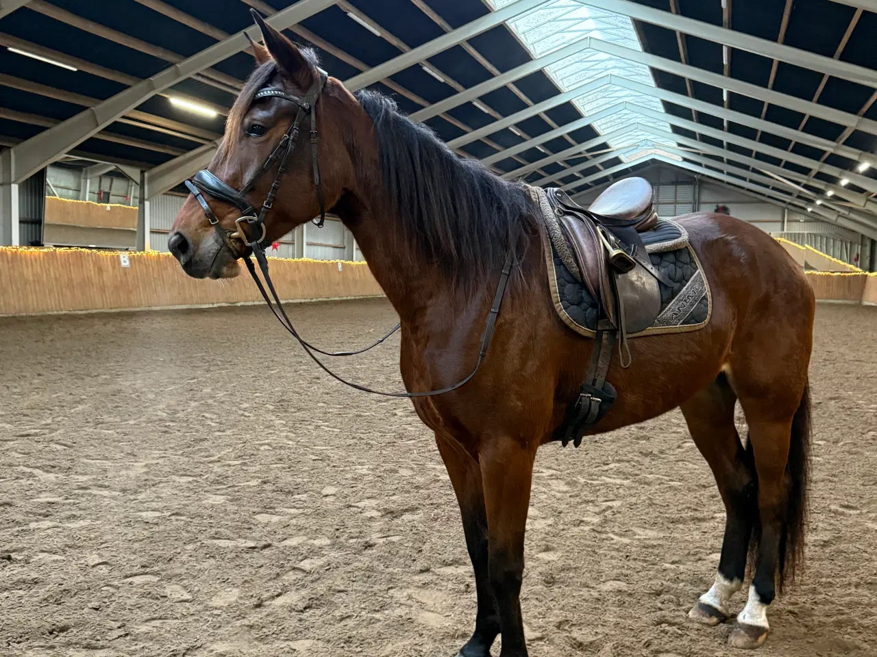 Billede 1 - Sød  allround hest