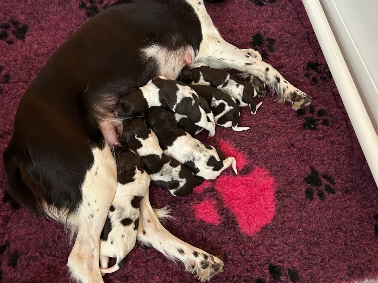 Billede 8 - Kleiner Münsteländer hvalpe