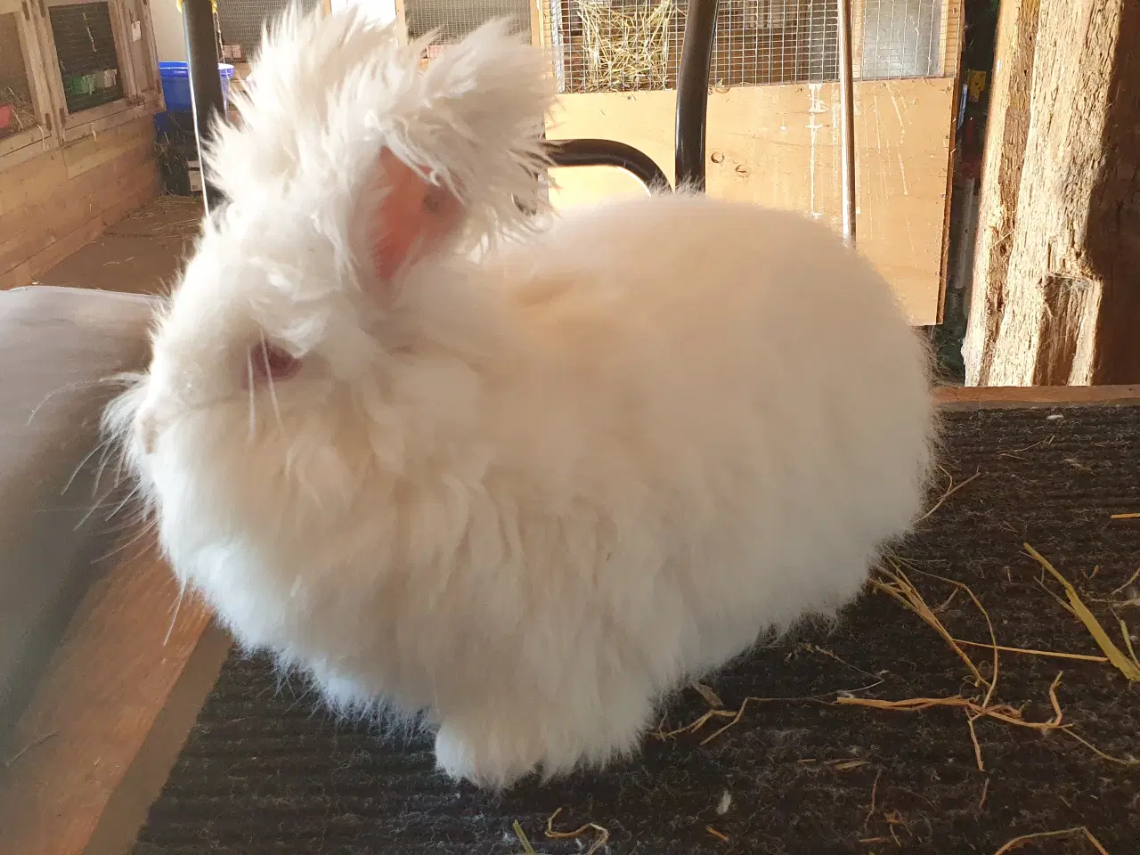 Billede 11 -  Angora unger