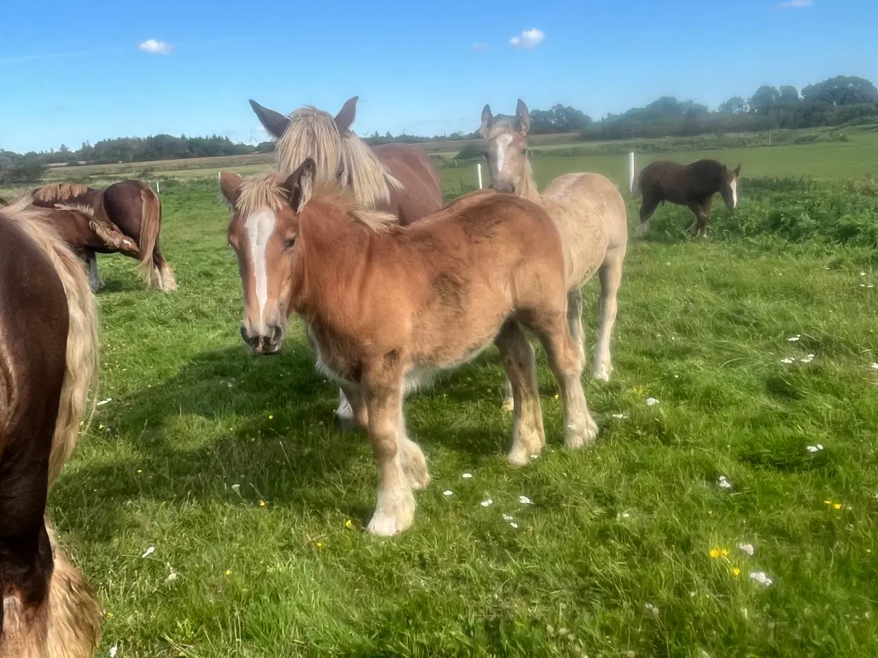 Billede 2 - Jyde hoppeføl