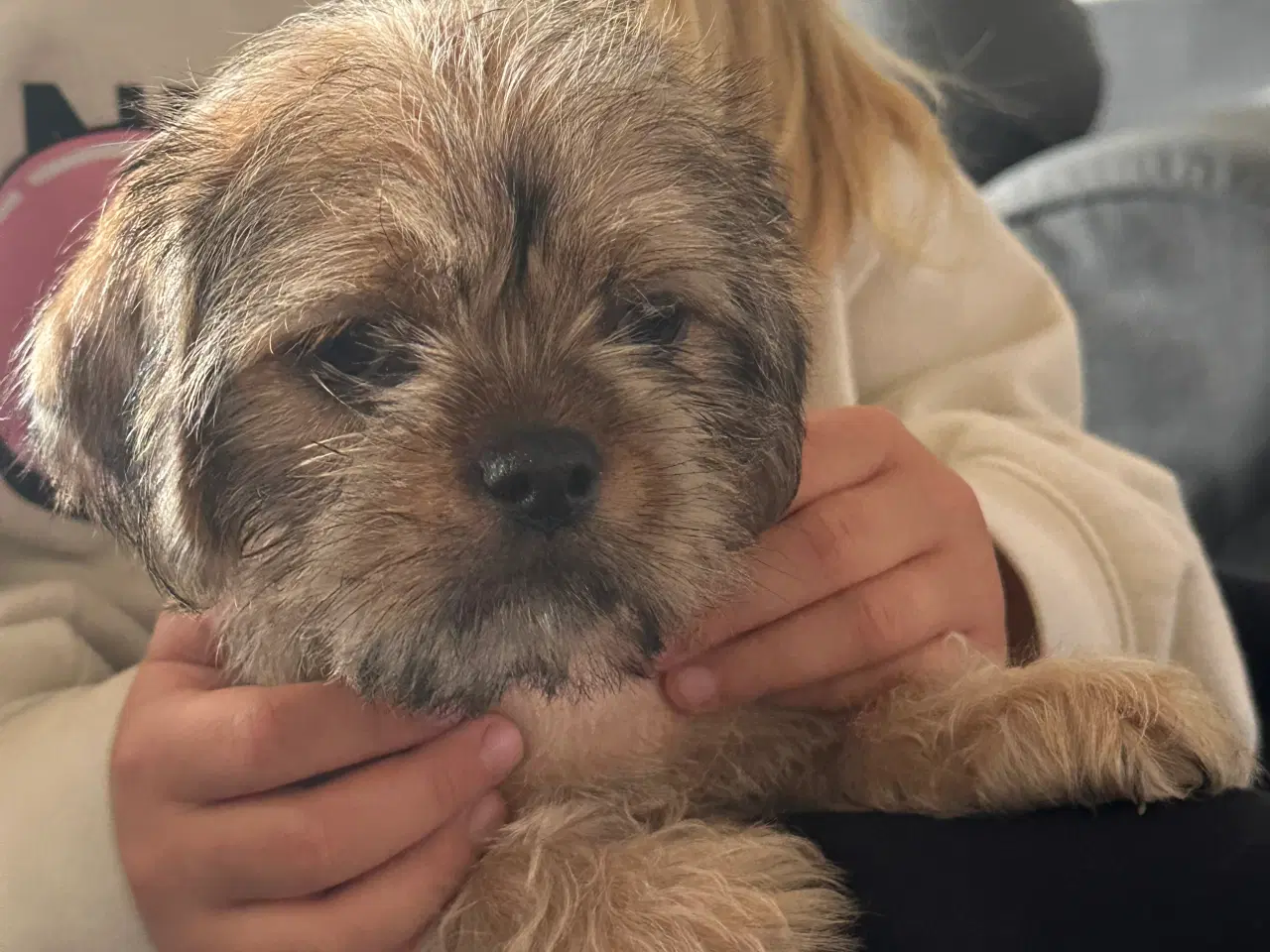 Billede 5 - Shih tzu blanding 