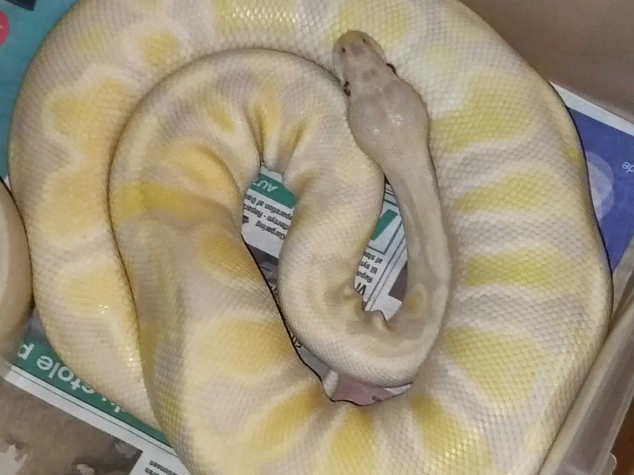 Billede 7 - Konge python avlsgruppe til pied avl 