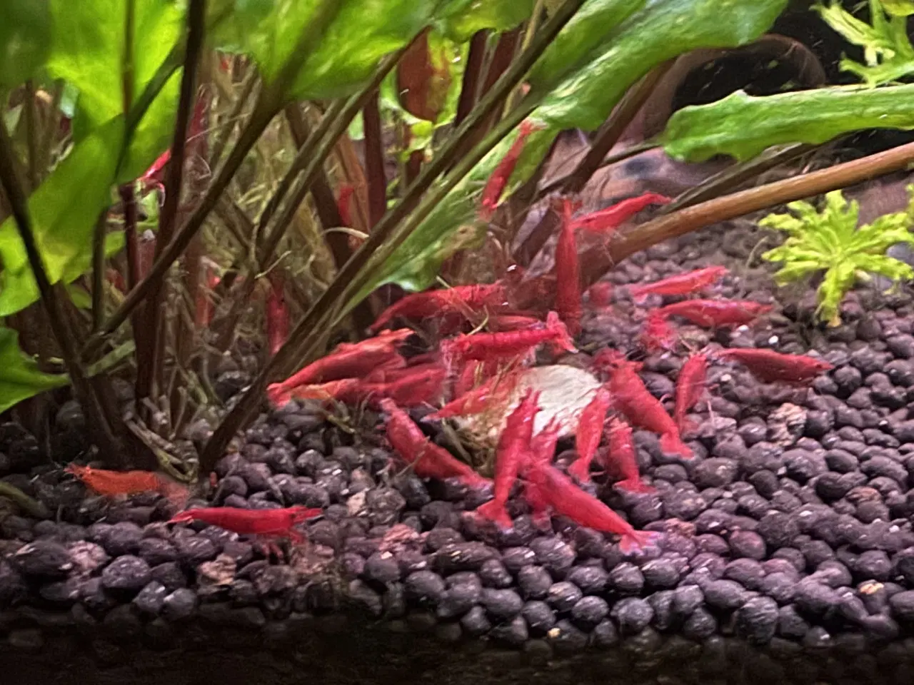 Billede 1 - Neocaridina Bloody Mary rejer