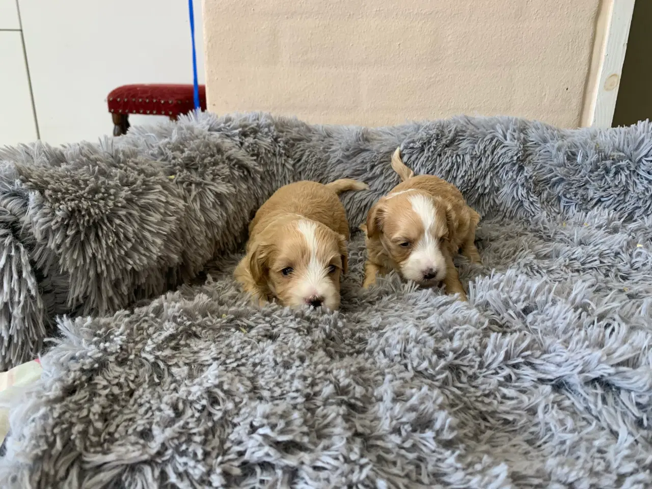 Billede 17 - Små fine Maltipoo babyer 