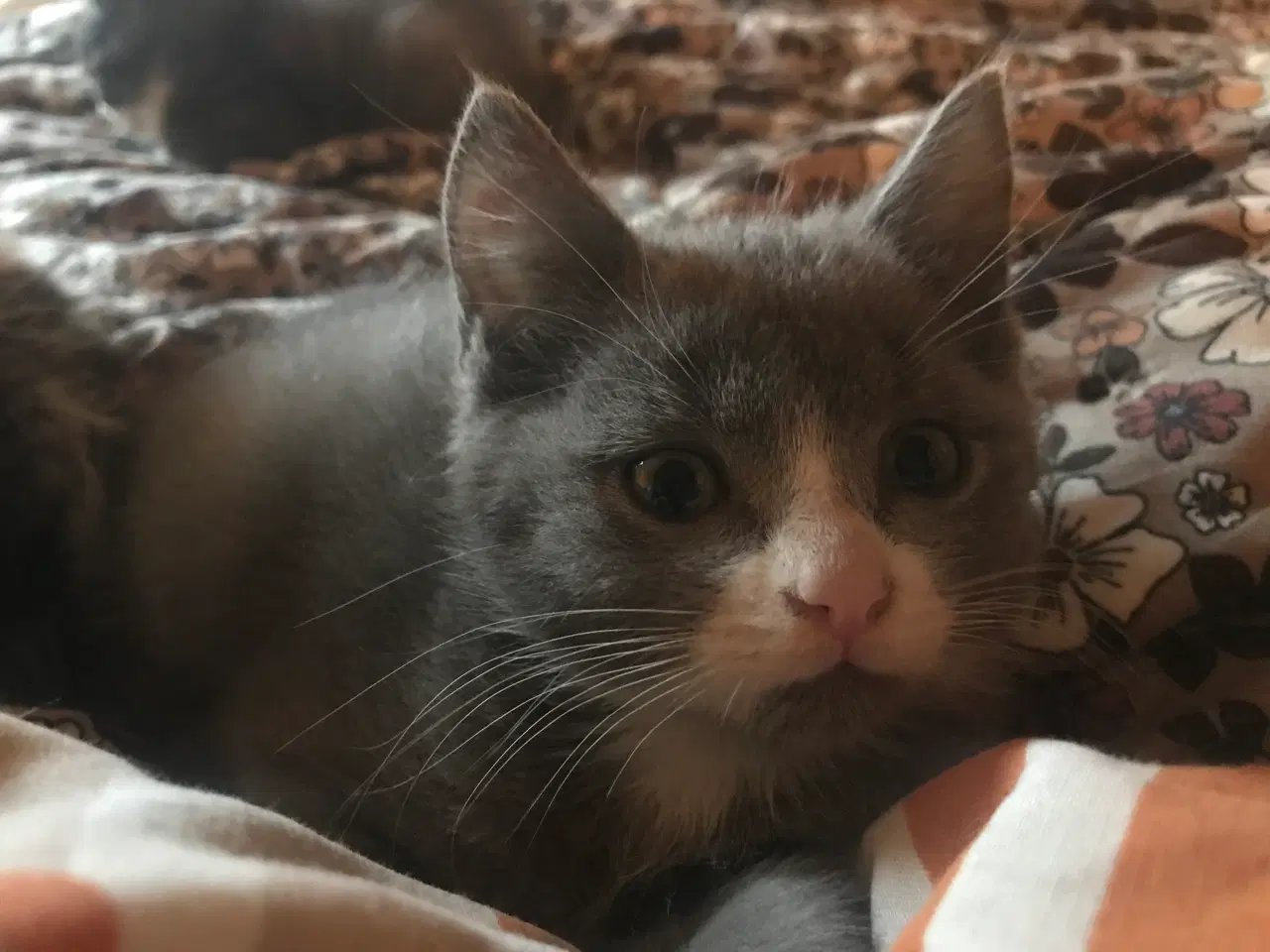 Billede 8 - Killinger smukke