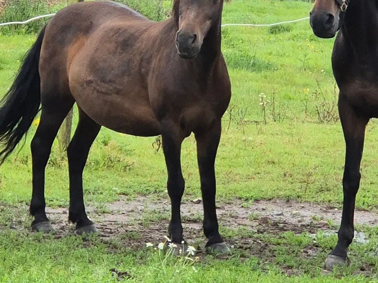 Billede 3 - Familie pony / selvskabt pony