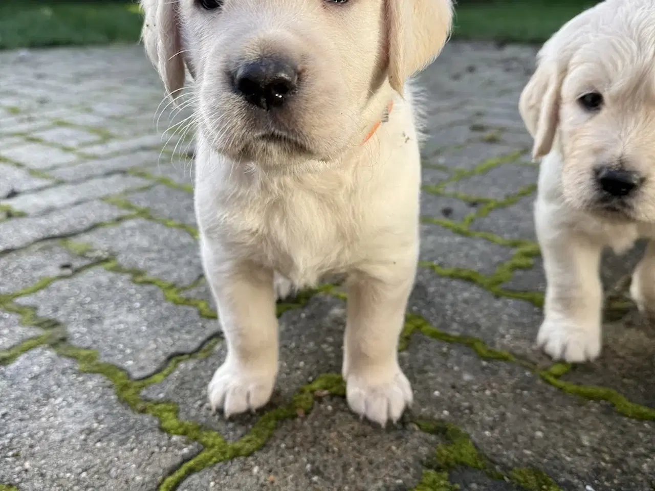 Billede 6 - Labrador/Golden Retriever