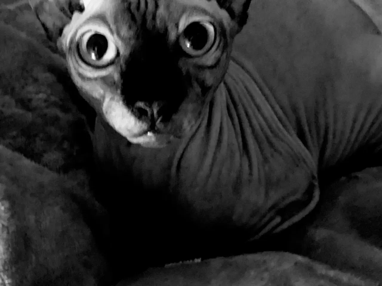 Billede 5 - Sphynx kat søger nyt hjem