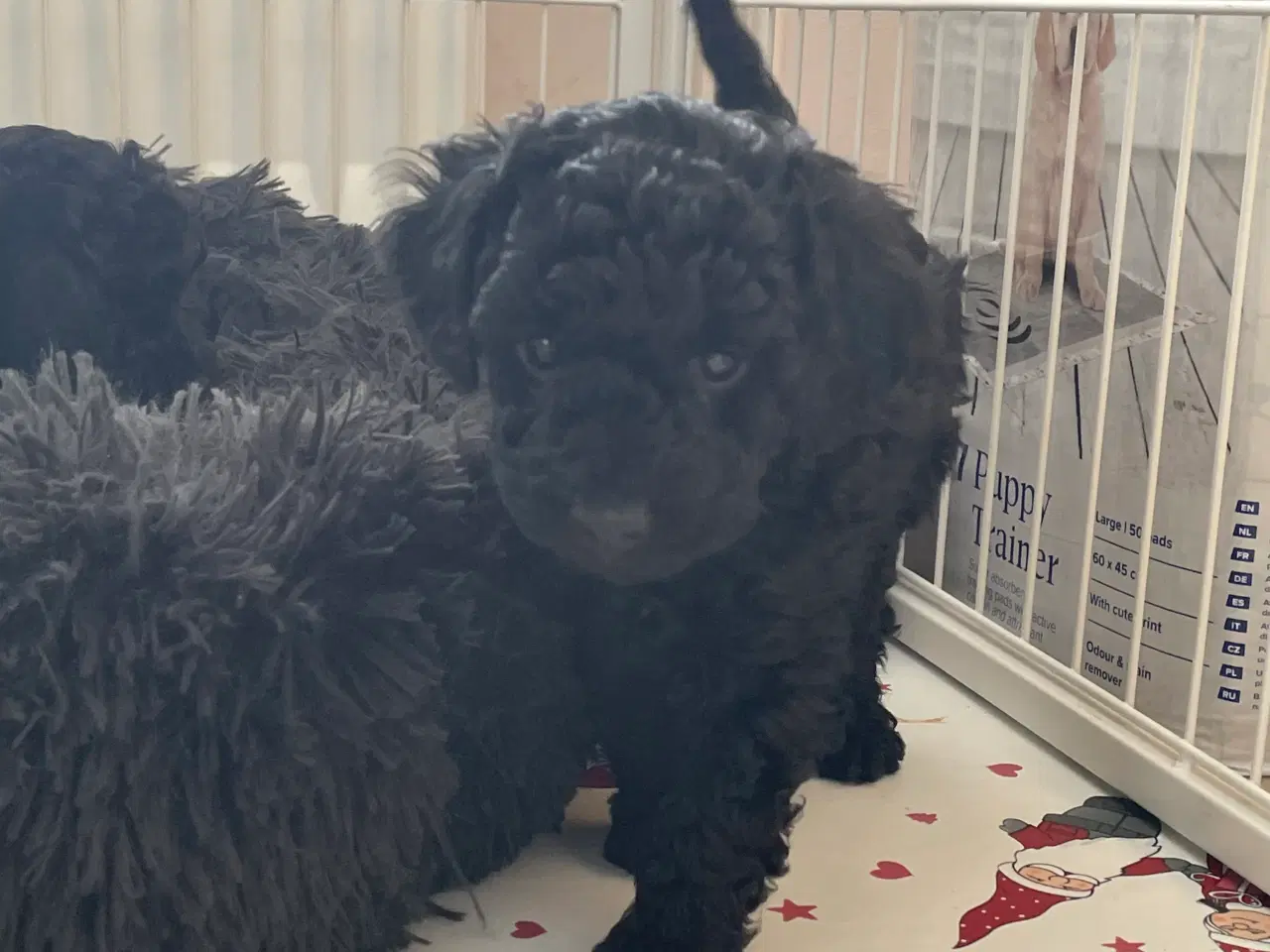 Billede 5 - Dværgpuddel hvalpe søger nyt hjem