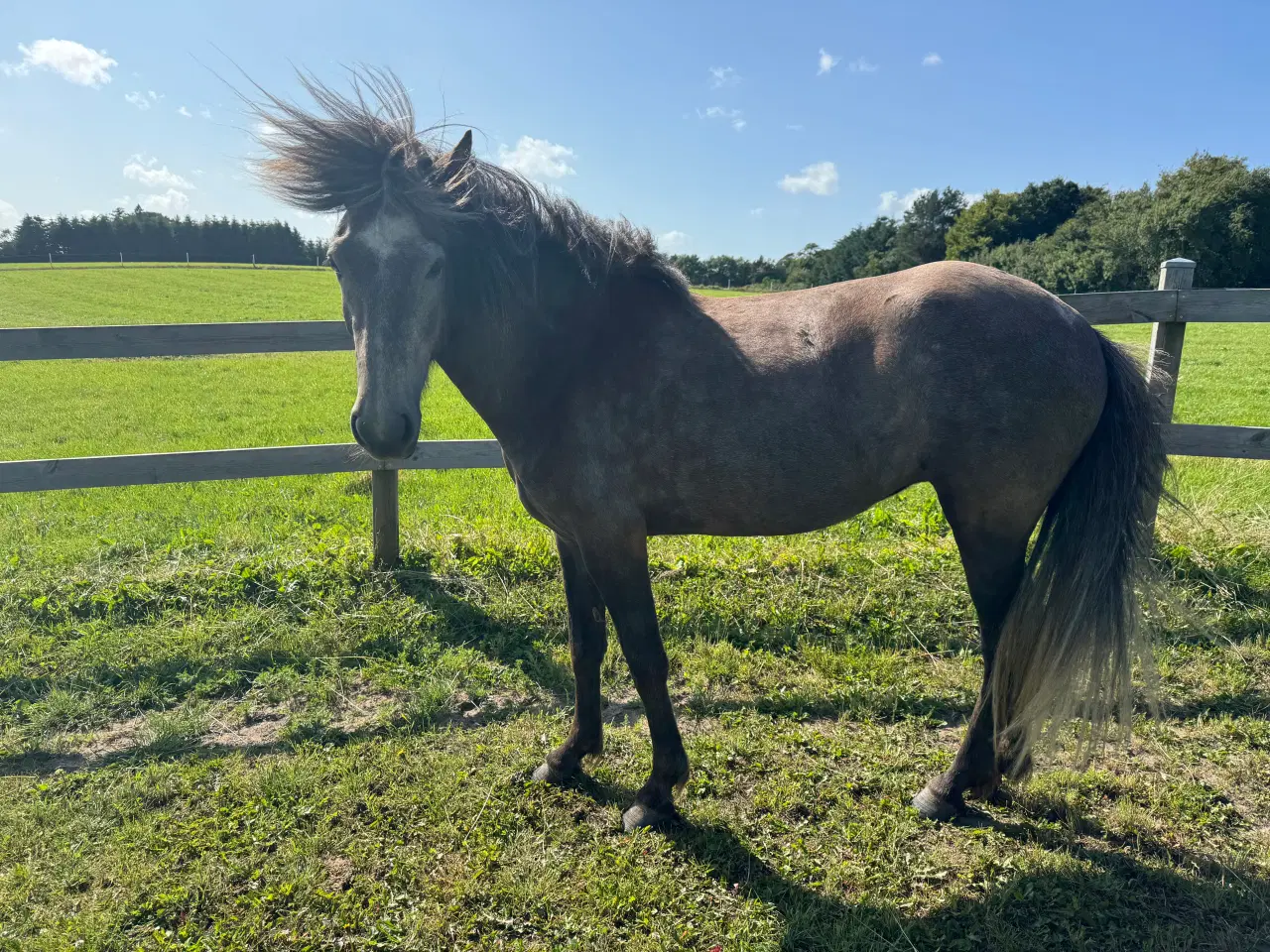 Billede 2 - Lækker 4 års islænder hoppe