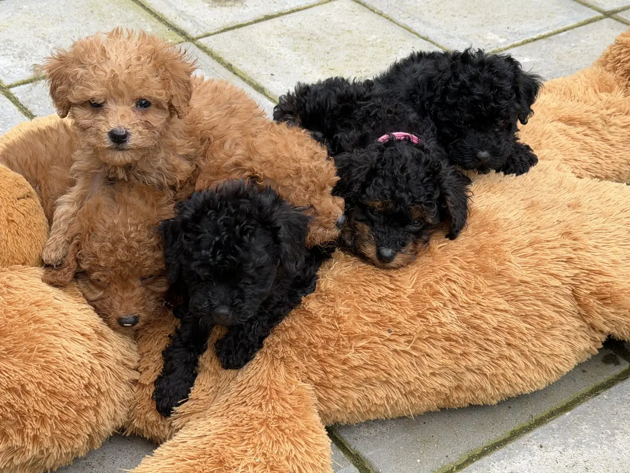 Billede 1 - Cavapoo hvalpe 