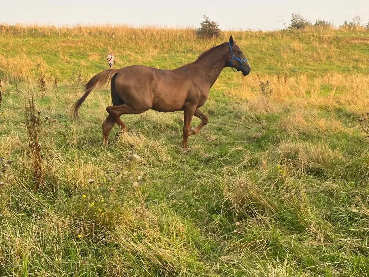 Billede 3 - Rå stor vallak 
