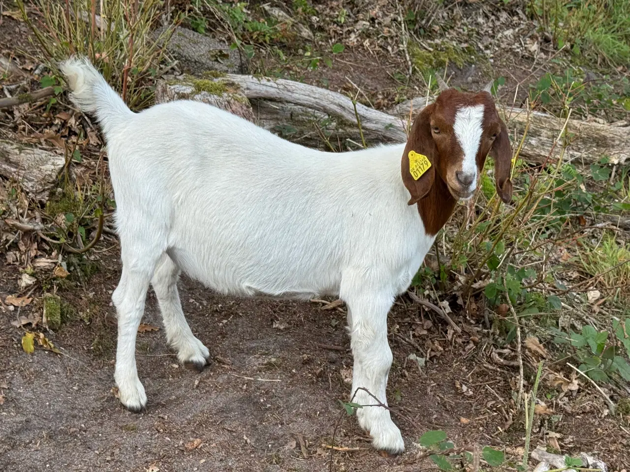 Billede 5 - Boer gimmer