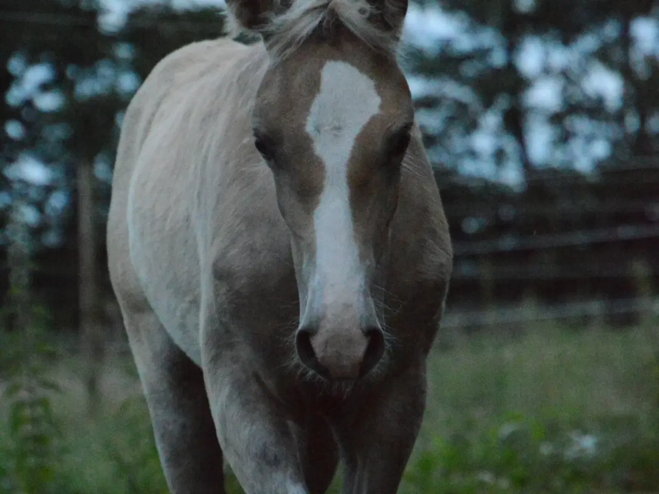 Billede 4 - Haflinger føl til salg