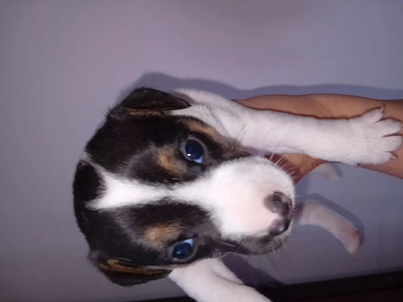 Billede 2 - Jack Russell terrier hvalpe 