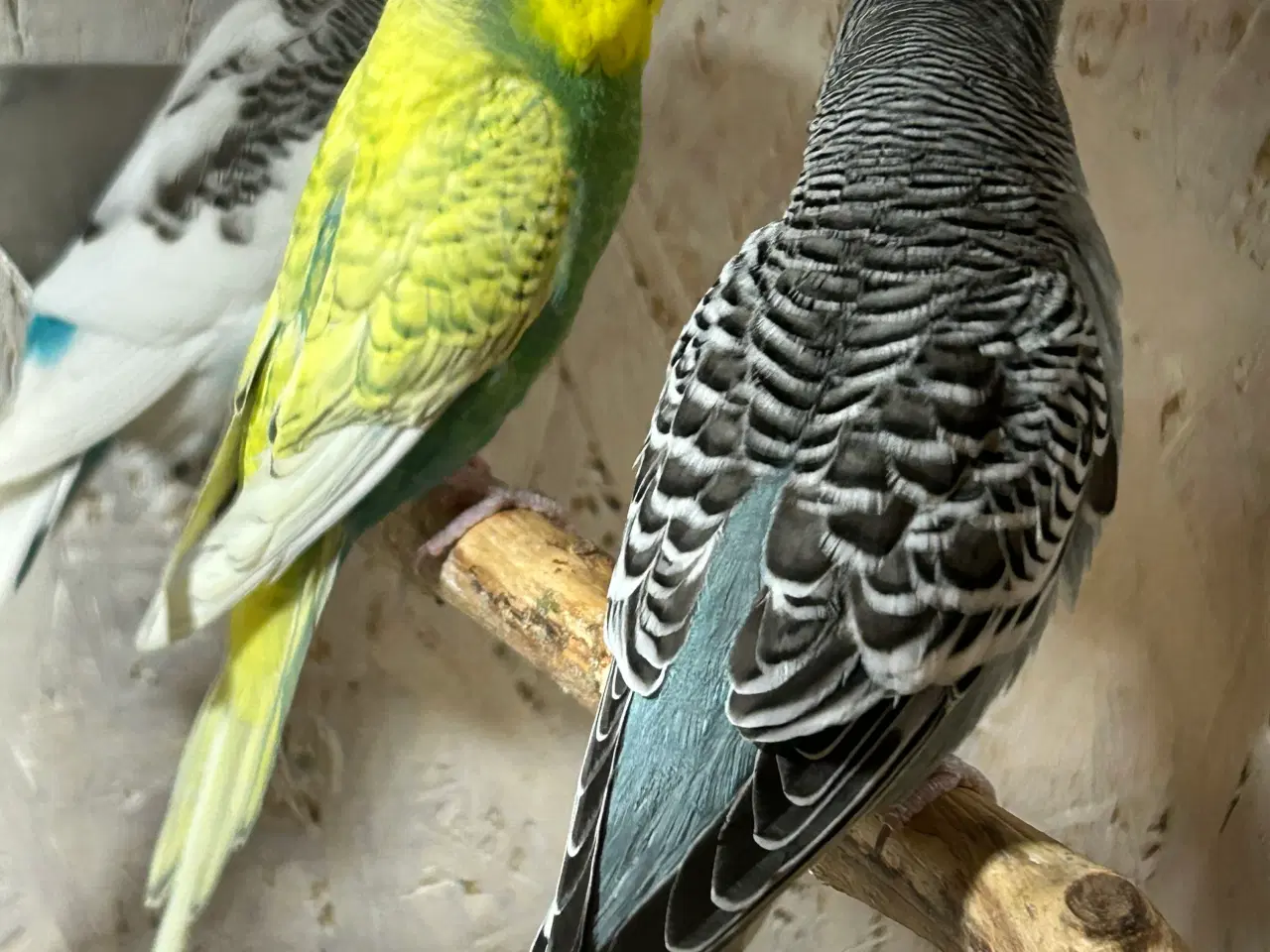 Billede 4 - Undulater