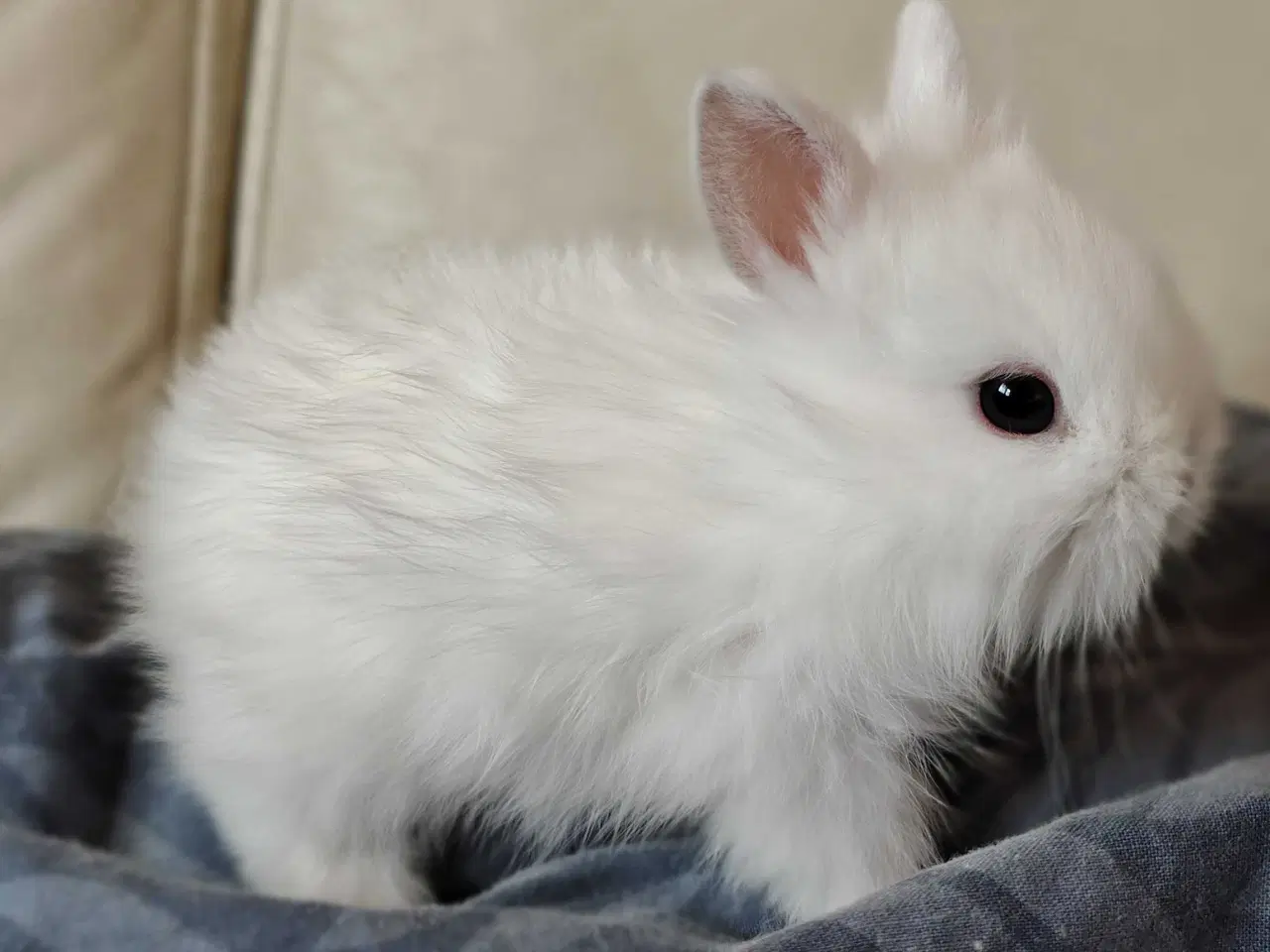 Billede 4 - Fluffy Mini Kaniner🐰
