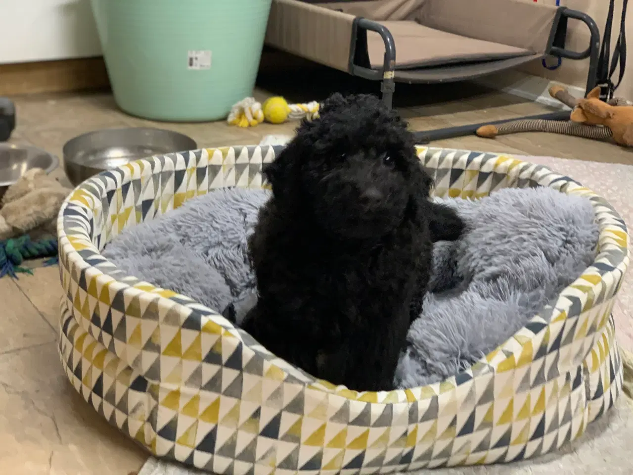 Billede 17 - Golden Doodle F1B babyer er rejse klar
