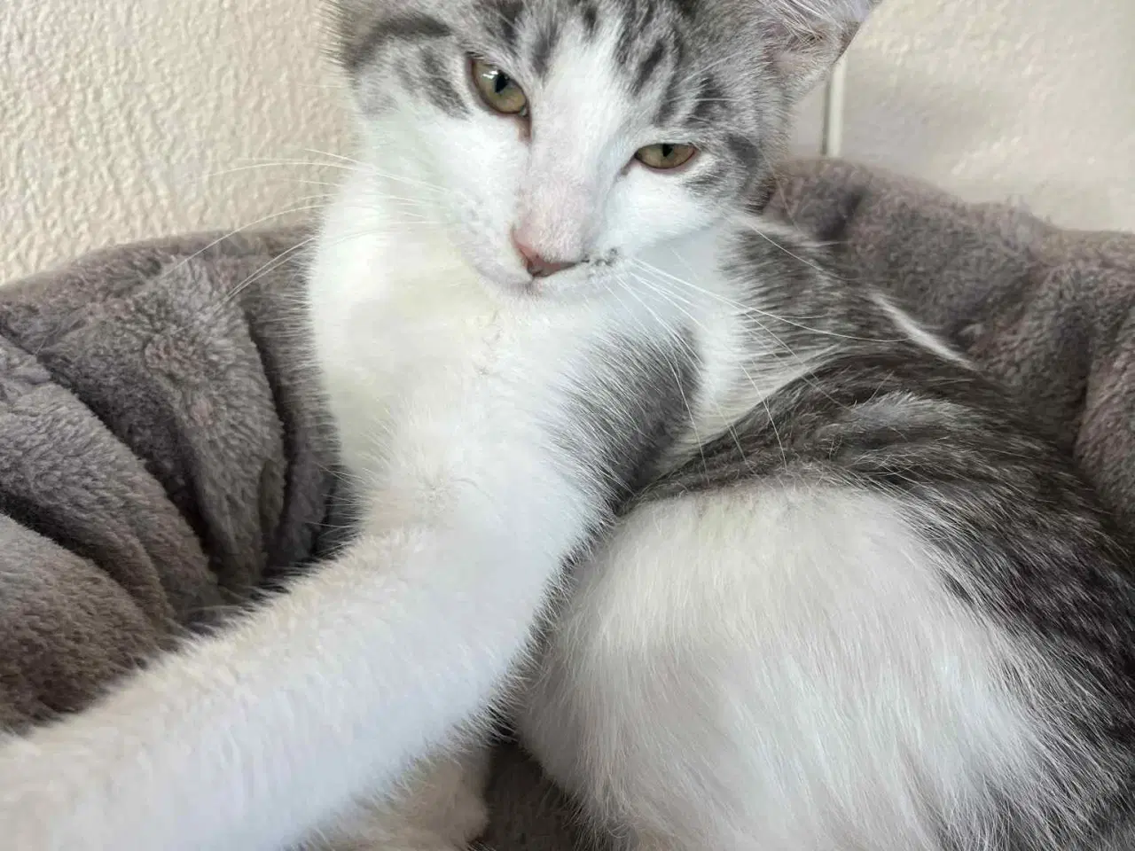 Billede 5 - Hunkilling, hvor mor er Maine Coon