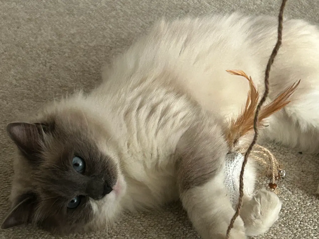 Billede 1 - SØGER Ragdoll han killing 