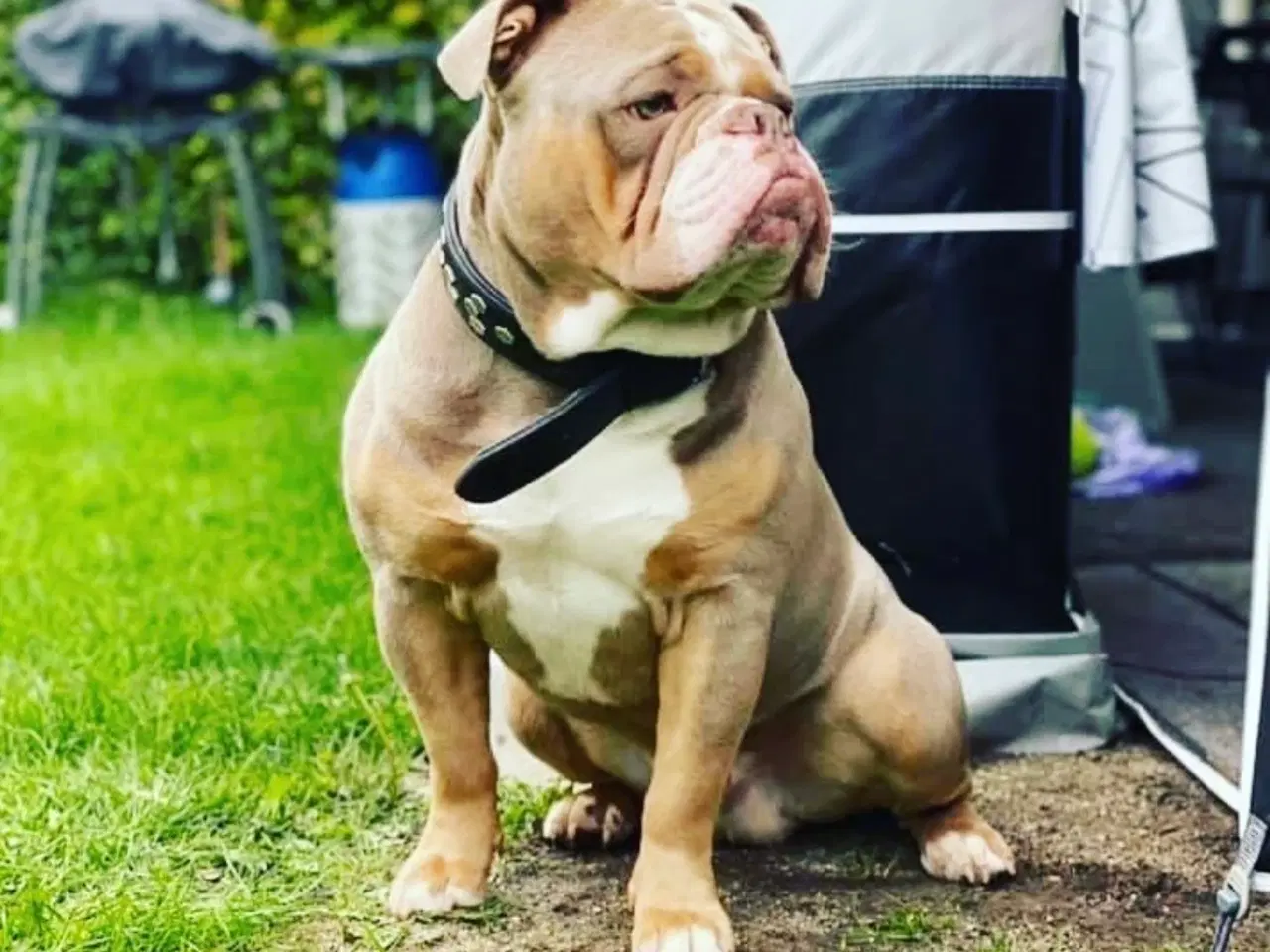 Billede 7 - Old english bulldog til avl