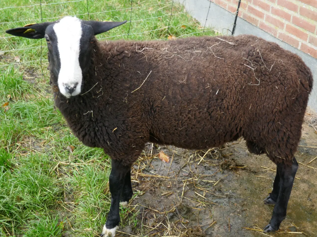 Billede 1 - Zwartbles Vædderlam, m3, Vaccineret mod Bluetongue