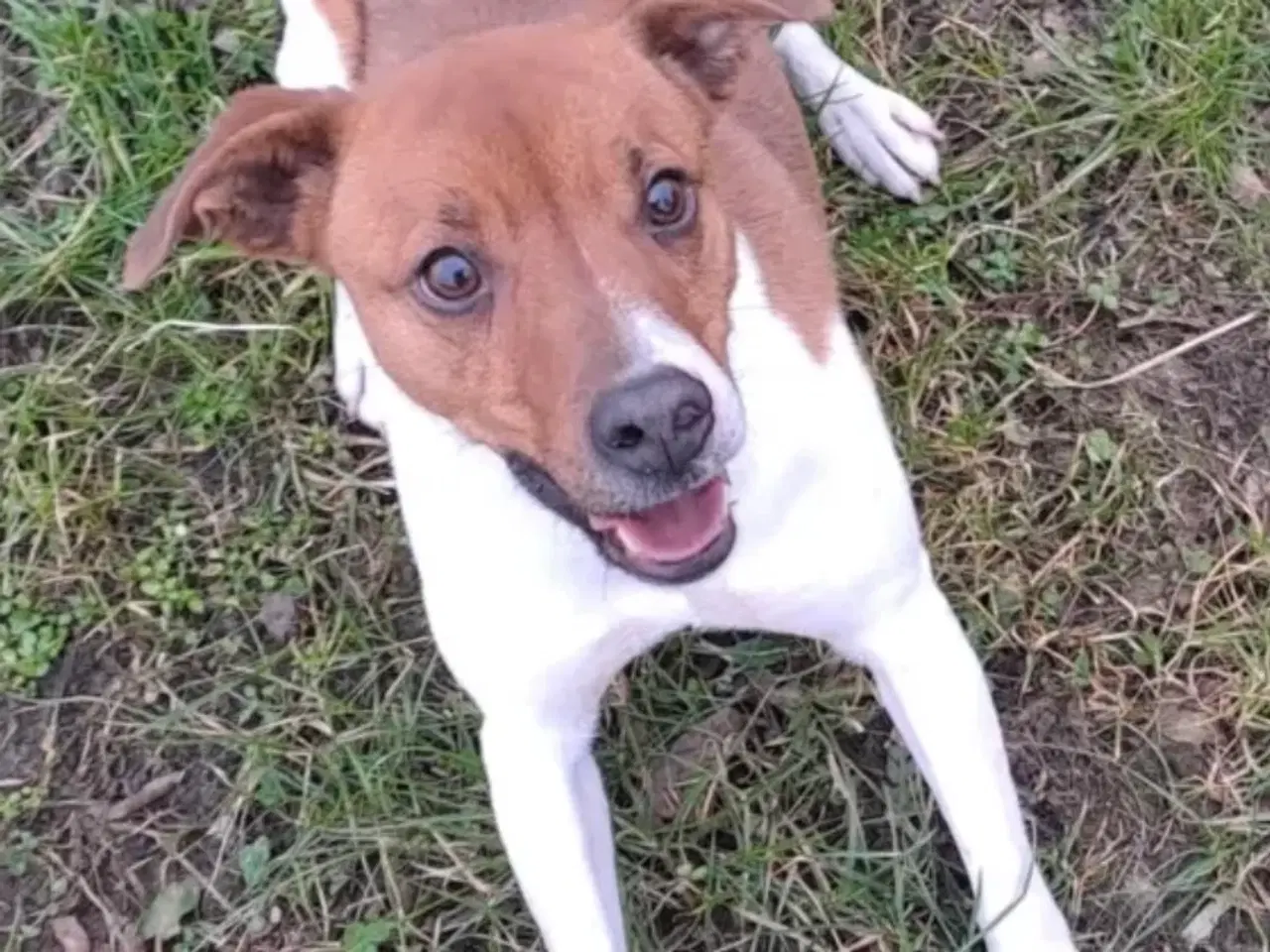 Billede 5 - Dansk svensk gårdhund hvalpe