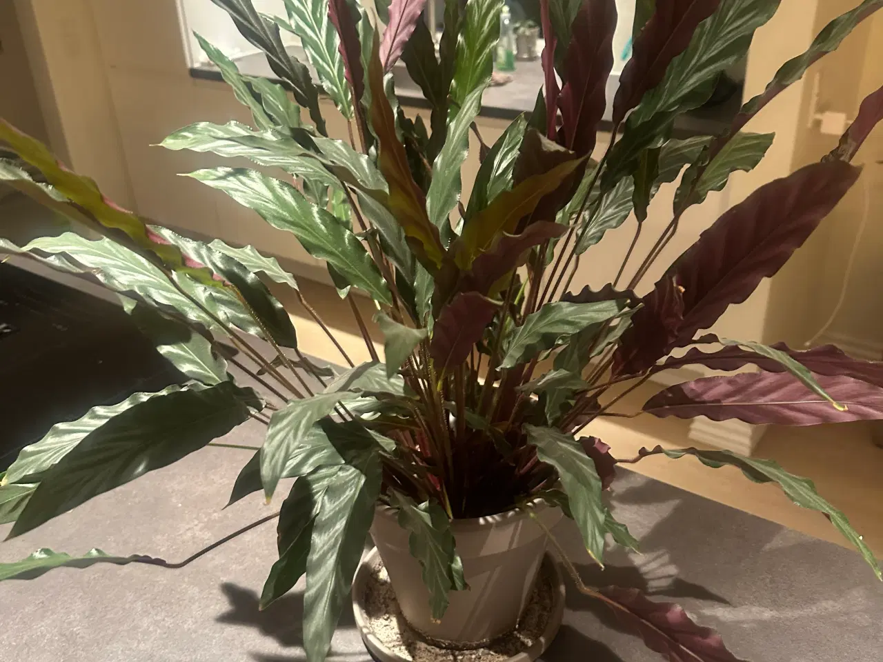 Billede 1 - Stueplante sælges incl. urtepot