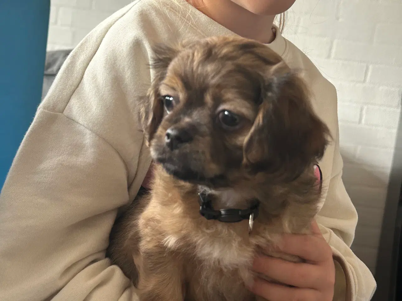 Billede 3 - Shih tzu blandinger 
