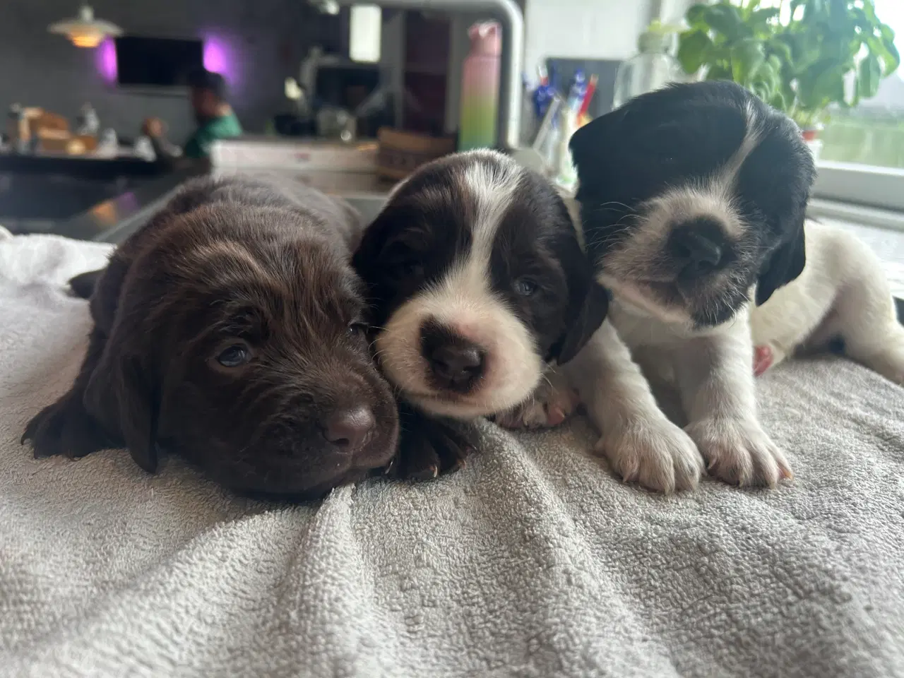 Billede 2 - Hundehvalp springador 
