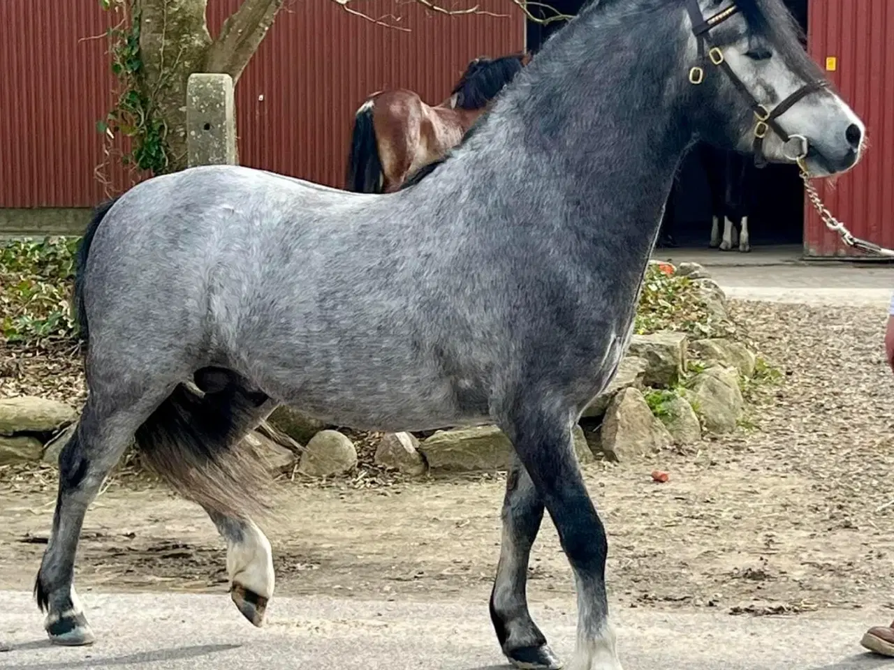 Billede 4 - Welsh WPBR, Harlequin