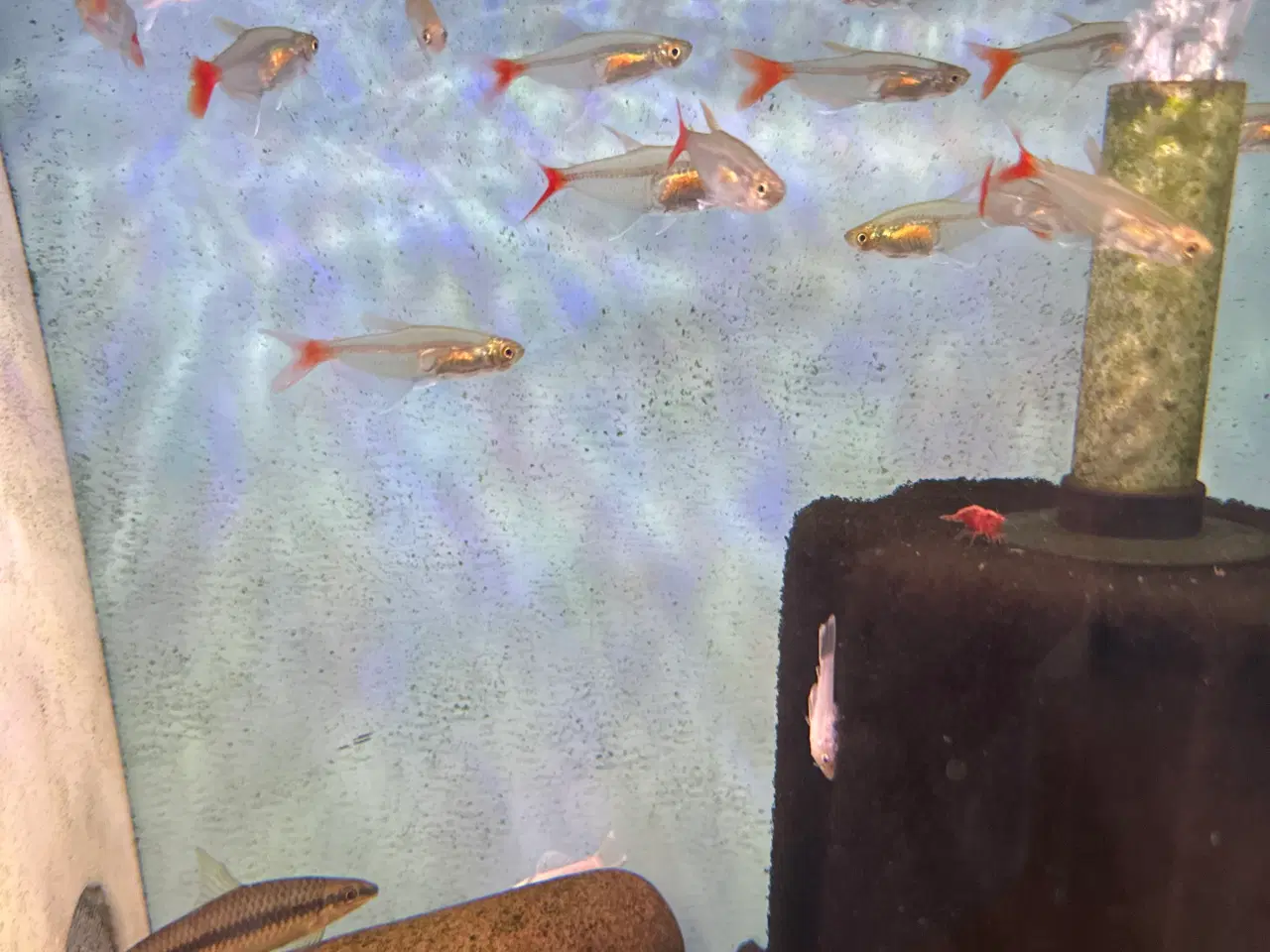 Billede 1 - Rødhalet tetra