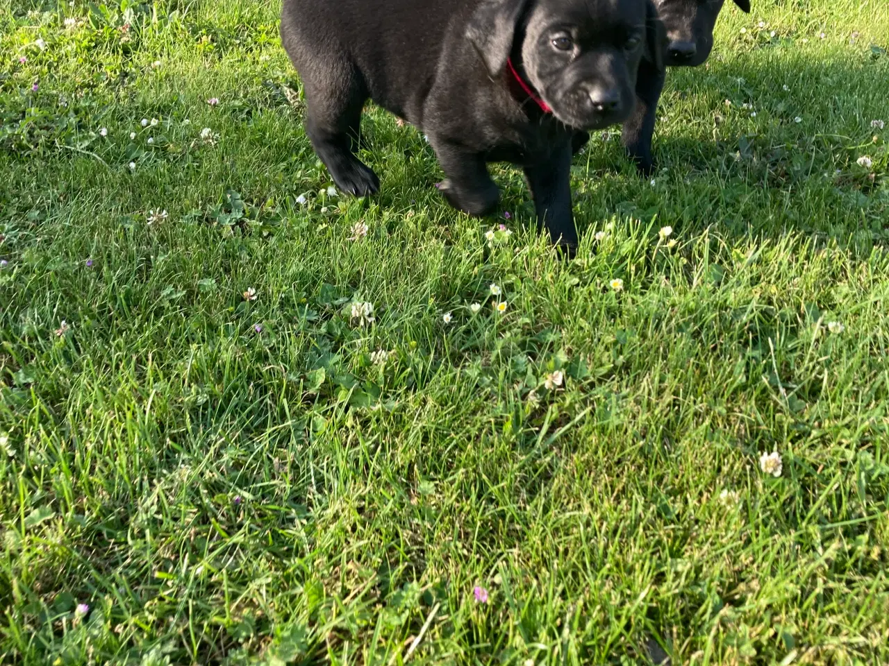 Billede 3 - Labrador 