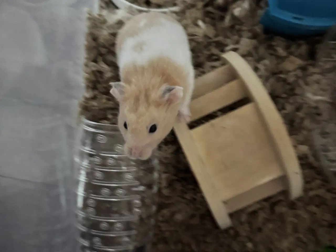 Billede 4 - 2 hamster 🐹 sælges