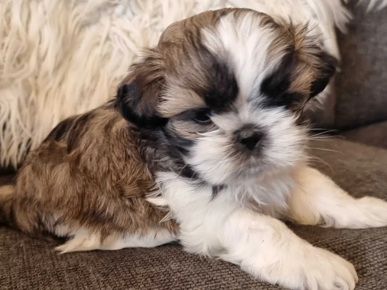 Billede 11 - Shih tzu hvalpe 