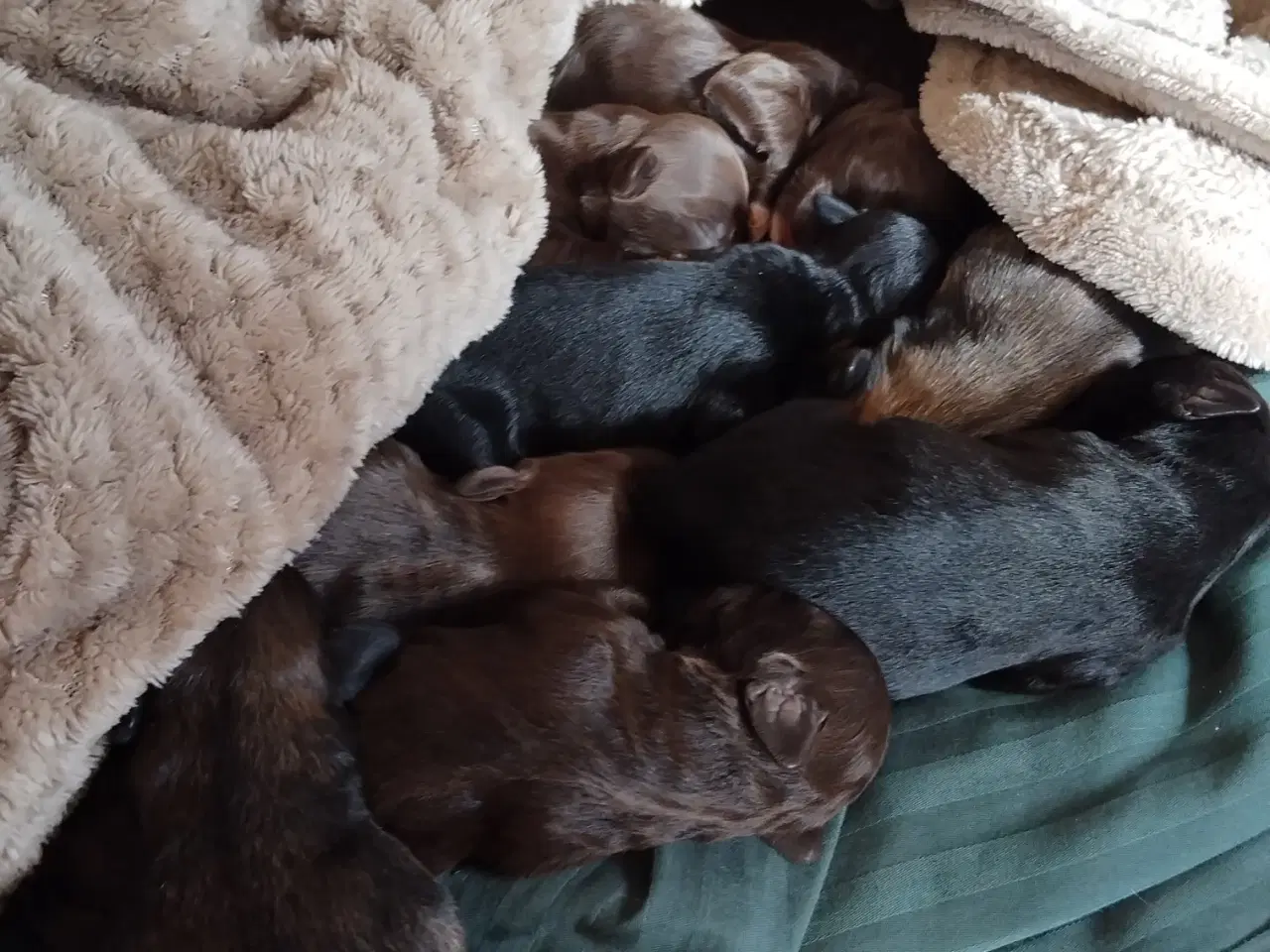 Billede 4 - Sødeste små hvalpe